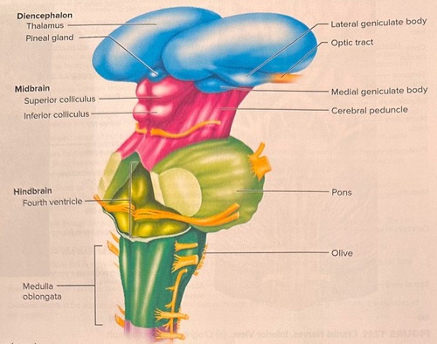 <p>Brainstem area processing taste signals.</p>