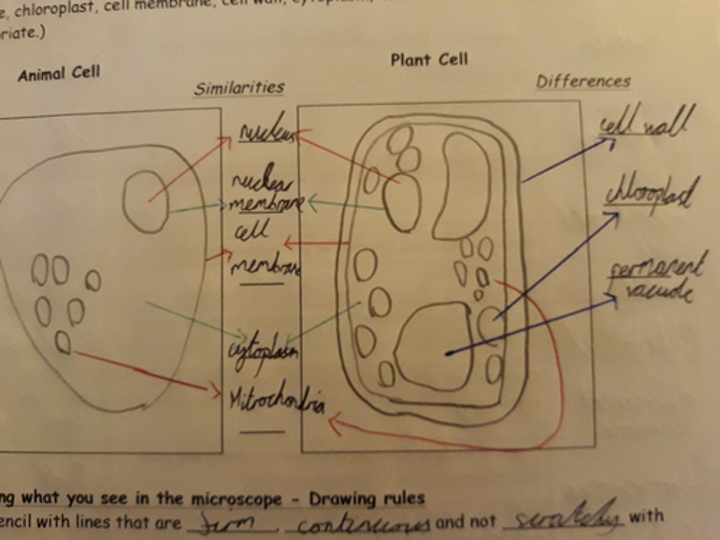 knowt flashcard image
