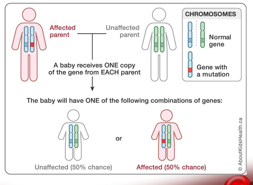 <p>Inherited as autosomal <strong>dominant</strong> pattern</p>