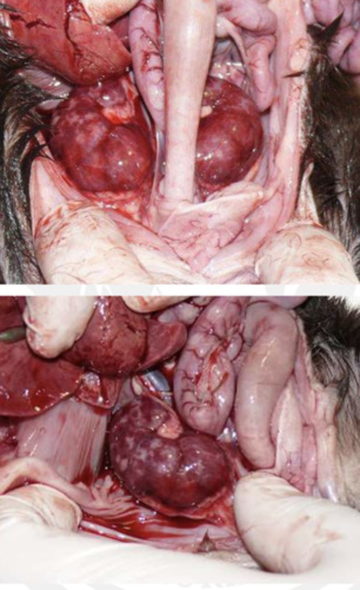 <p><strong><span style="text-decoration:underline">Puppy Necropsy findings:</span></strong> </p><p>-disseminated focal necrosis and hemorrhage of multiple organs (lungs/kidneys/adrenal glands/liver/GI)</p><p>-splenomegaly (enlarged spleen)</p><p>-diffuse lymph node enlargement </p><p>-CNS lesions</p><p></p><p>a) Canine distemper</p><p>b) Canine parovirus</p><p>c) Canine herpesvirus</p><p>d) Rabies</p>