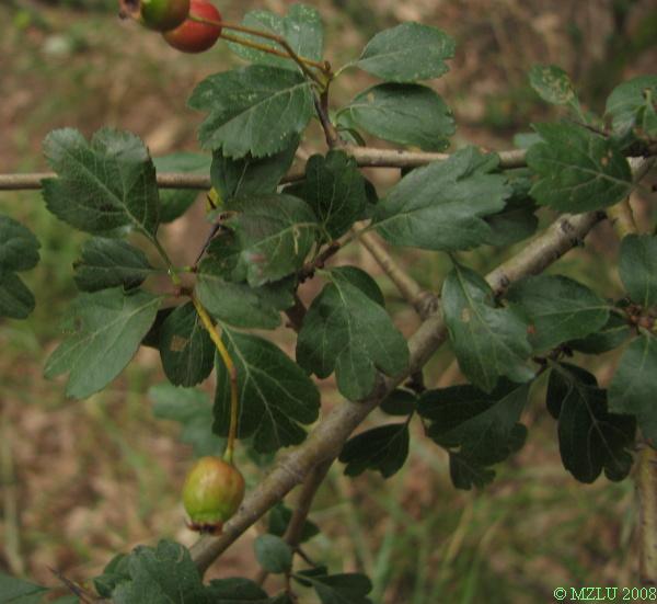 <p><span>hloh obecný</span></p>