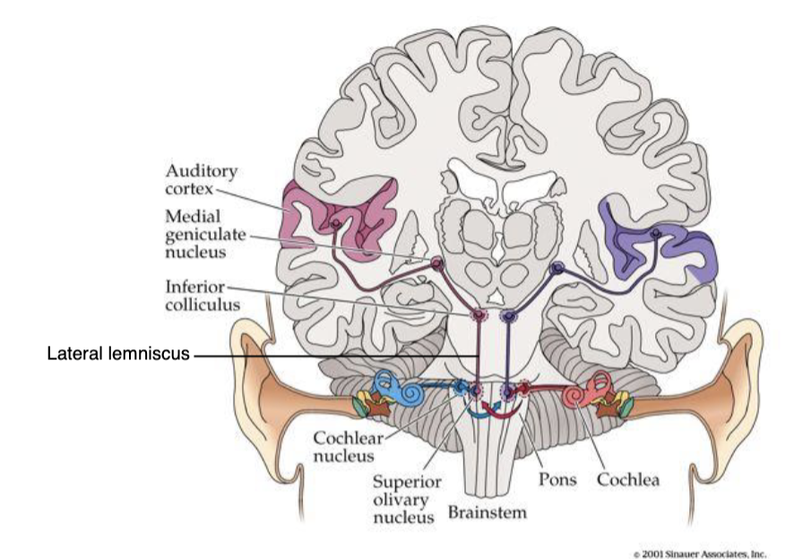 <p>1. Cochlear nuclei (dorsal and ventral)</p><p>2. Superior olivary complex</p><p>3. Lateral lemniscus</p><p>4. Inferior colliculus</p><p>5. Medial geniculate nucleus</p><p>(before reaching auditory cortex)</p>