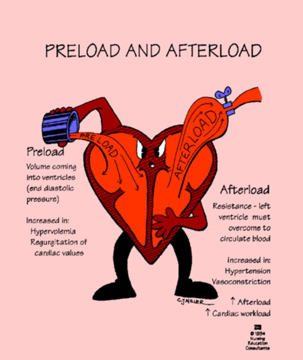 <p>preload</p><p>- load present before the contraction</p><p>- venous filling pressure that fills the ventricle</p><p>- ↑ preload = ↑ ventricle distension during diastole (stronger contraction), ↑ heart rate</p><p>afterload</p><p>- systolic load on the left ventricle after it has started to contract</p><p>- produced in the artery leaving the ventricle</p><p>- primary determinant is total peripheral resistance</p>