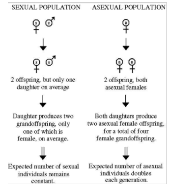<p><span><strong><span>The Paradox of Sexual Reproduction</span></strong></span></p>