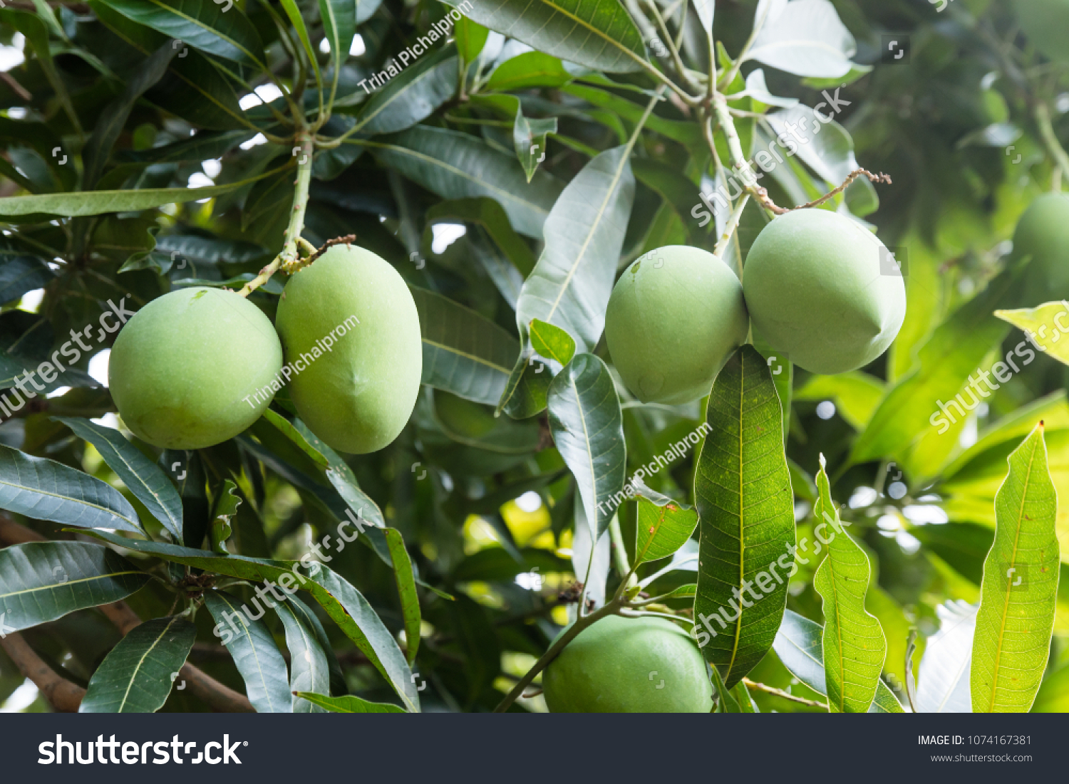 <p>Biological Origin:<strong> <em><u>Mangifera indica</u></em> L. (Anacardiaceae)</strong></p><p>Common Name:<strong> Mango</strong></p><p>Part used: <strong>Fruit, bark, leaves</strong></p><p>Medicinal use:</p><p>Fruit</p><p><strong>● <u>Antioxidant</u></strong></p><p>Secondary metabolites:</p><ul><li><p><strong><u>Mangiferin (Xanthones)</u></strong></p></li></ul>