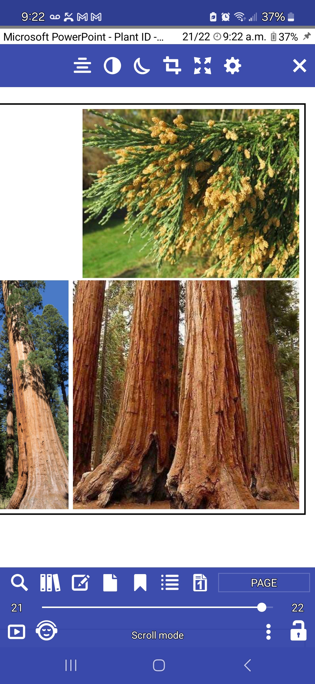 <p>Sequoiadendron giganteum, Cupressaceae</p>