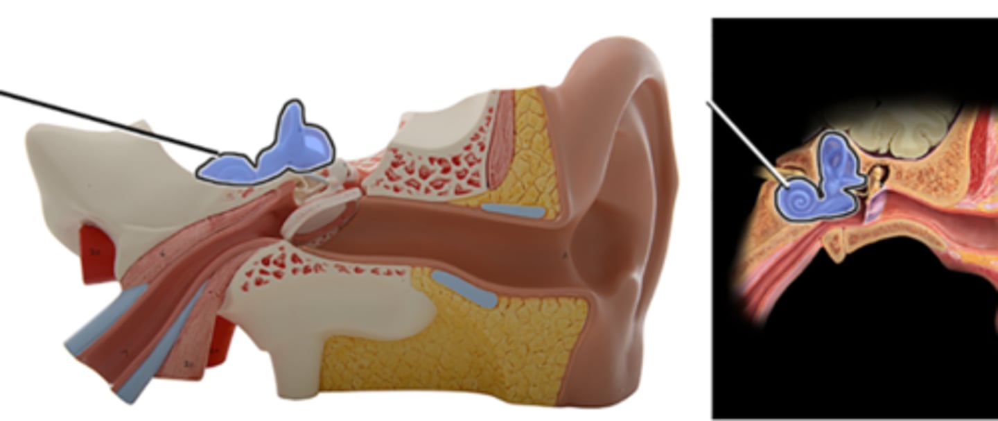 <p>Which structure is highlighted and indicated by the leader line?</p><p>a. Middle ear</p><p>b. Inner ear</p><p>c. Tympanic membrane</p><p>d. External ear</p><p>e. Occipital bone</p>
