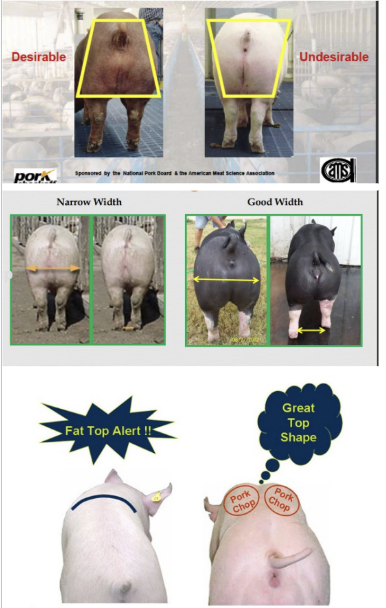 <ul><li><p>wider through the middle of the ham</p></li><li><p>wider through bottom of ham (before legs) vs. top</p></li><li><p>top of pig has a butterfly shape with crease down the back</p><ul><li><p>flat shape = fat </p></li></ul></li></ul><p></p>