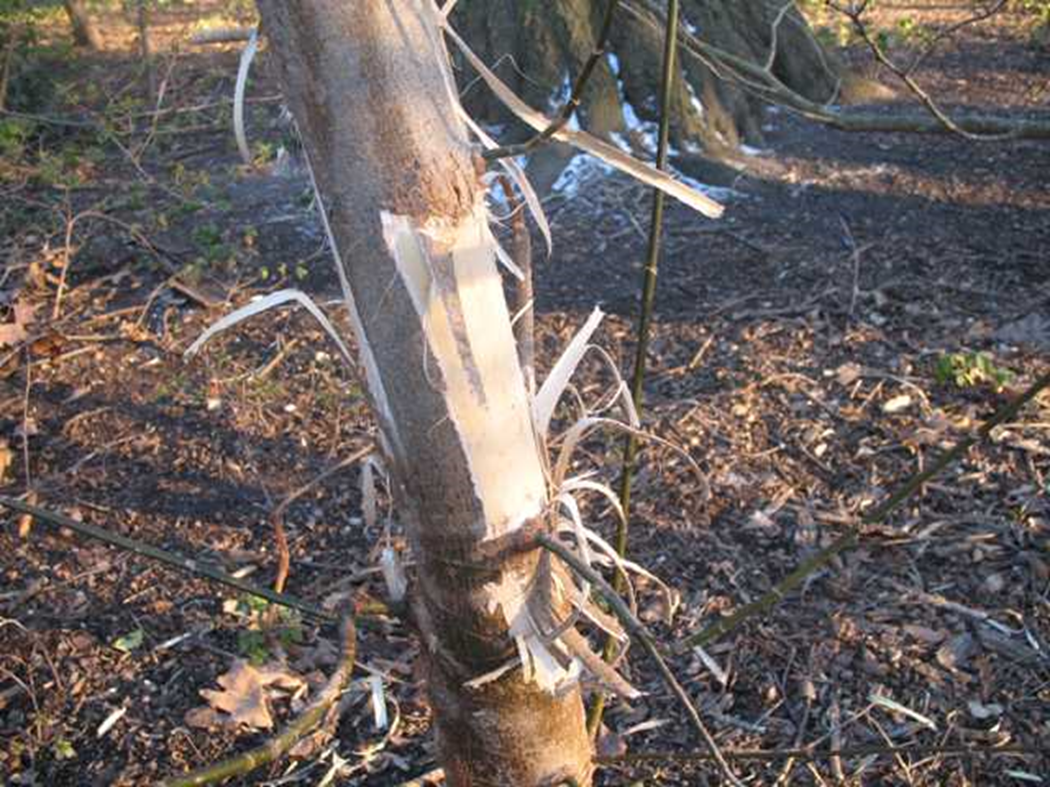 <p><span>The act of an animal removing bark from trees and other vegetation. This behavior leaves behind a visible, identifiable sign—or "spoor"</span></p>