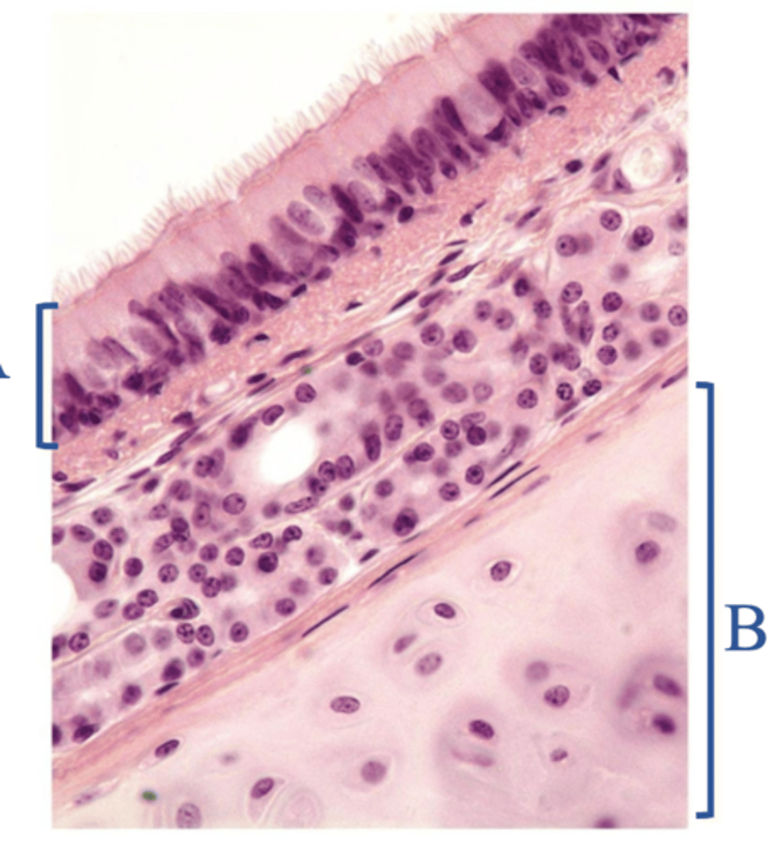 <p>Name the tissue at B</p>