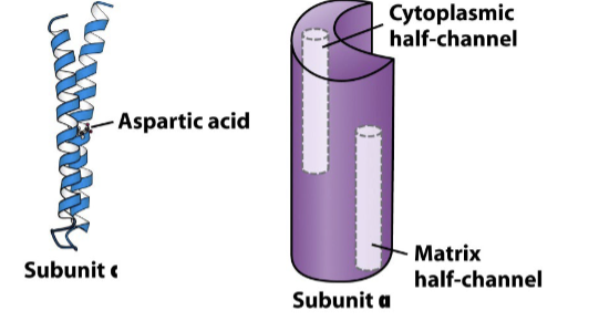 <p>Proton movement through the F<sub>o</sub> involves the c subunits and the a subunit:</p><ul><li><p>Each c-subunit is a two helix integral membrane protein with an Asp residue that carries protons</p></li><li><p>The a subunit contains two “half channels” through which protons move.</p></li><li><p>One half channel faces the cytosolic side, protons enter here</p></li><li><p>Other half channel faces the matrix side, protons exit here</p></li></ul><p></p>