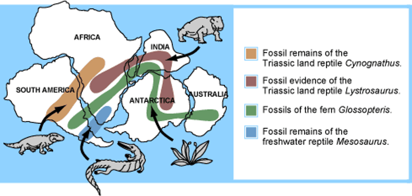 <p>Study of the geographic distribution of extinct and living species</p>