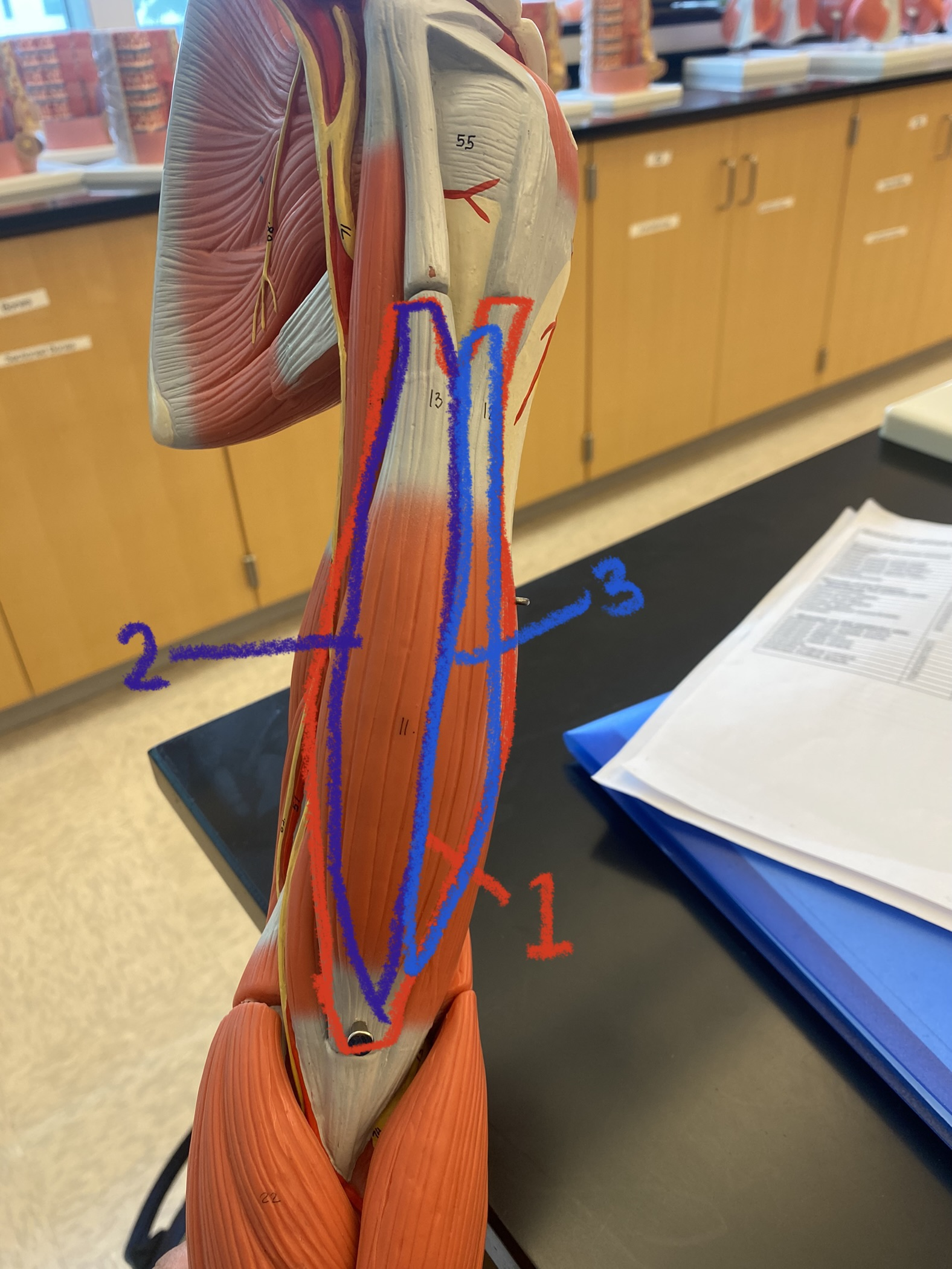 Muscles in upper arm #2