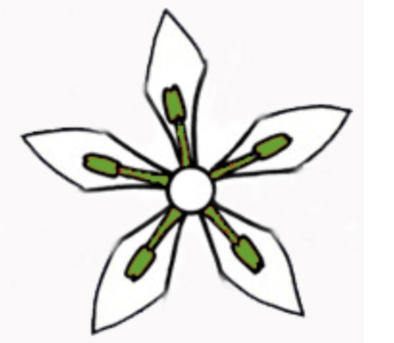 <p>stamen overlapping petals</p>