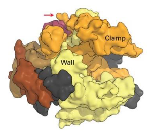 <p>Specialized domain not found in other polymerases</p><p>Prokaryotic and eukaryotic</p><p>Involved in multiple regulatory interactions and play a key role in initiation release, elongation and processing of synthesized mRNA</p><p>Yeasts: 26 repeats of Tyr-Ser-Pro </p><p>Mammals: 52 repeats of Tyr-Ser-Pro</p>