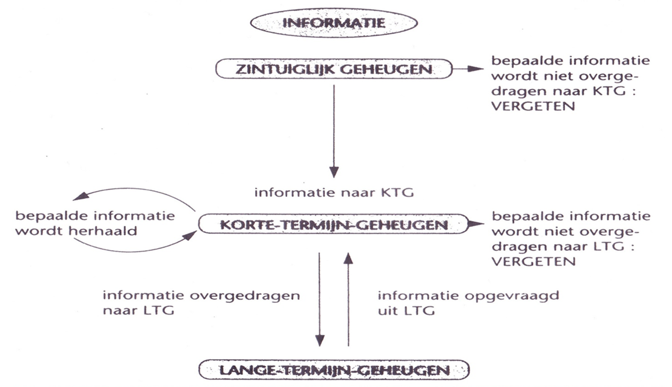 <p>Het 3 fasen model van het geheugen beschrijft de processen van informatieverwerking in drie stadia: <strong>sensorisch/zintuiglijk geheugen, werkgeheugen (kortetermijngeheugen) en langetermijngeheugen</strong>. </p><p>In het sensorisch/zintuiglijk) geheugen worden zintuiglijke informatie kort opgeslagen, waarna relevante informatie verdergaat naar het werkgeheugen(Korte termijngeheugen) voor tijdelijke verwerking, en uiteindelijk kan het in het langetermijngeheugen worden opgeslagen voor langere tijd. </p><p>Herhaling is een manier om zaken uit kortetermijngeheugen over te brengen naar LTG</p>