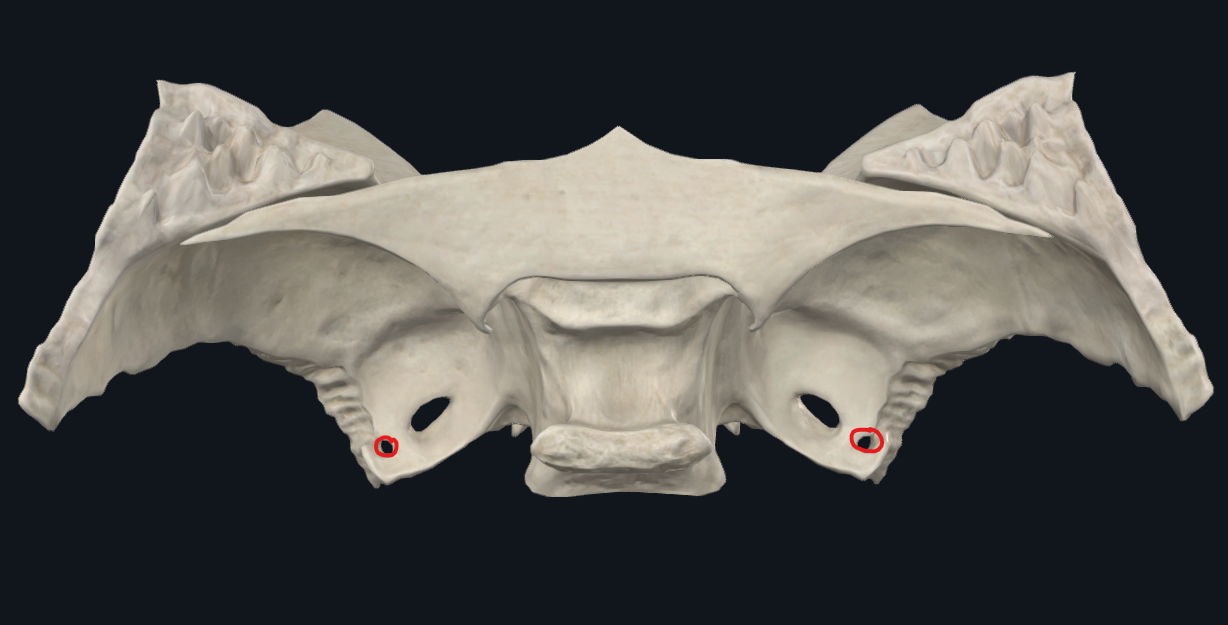 <p>Foramen spinosum</p><p>Agujero redondo menor</p>