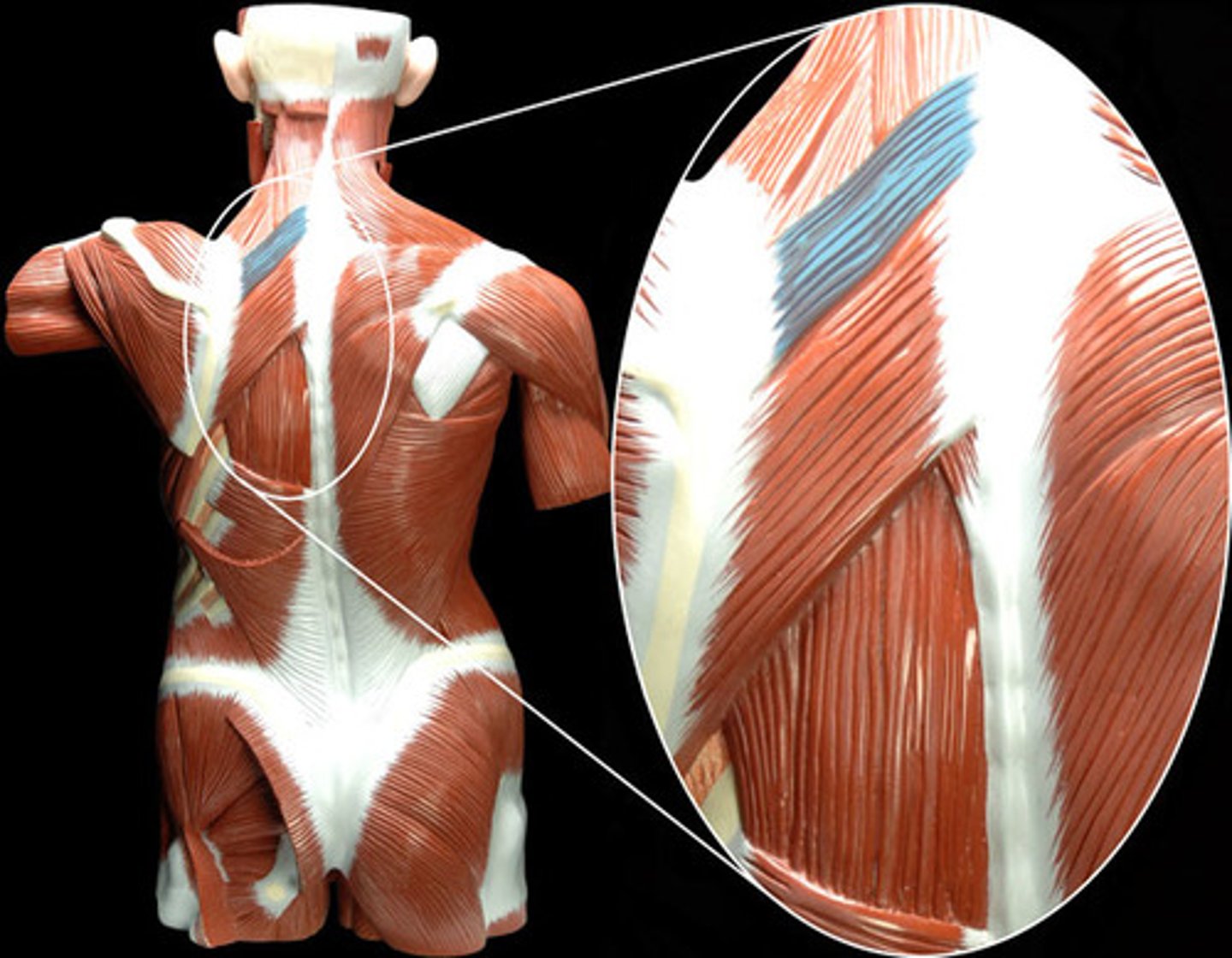 <p>Rhomboideus Minor Action</p>