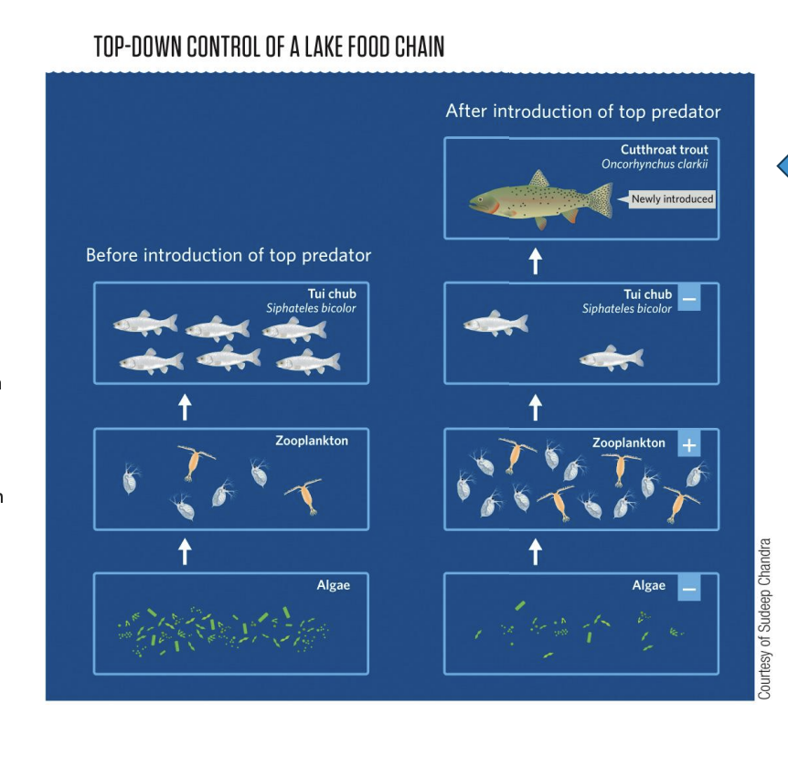<p>Control of the energy flow in a food web by organisms at the upper trophic levels. By eating organisms at the lower trophic levels, the species at the upper trophic levels control the biomass and abundance of the lower levels.</p>