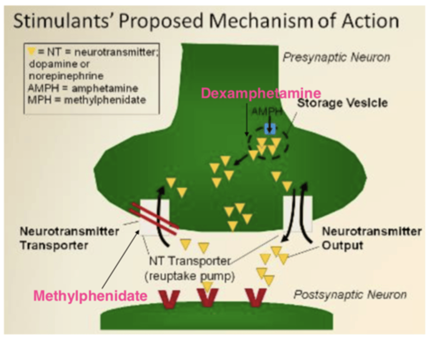 <p>- It inhibits the reuptake of dopamine (DA) and noradrenaline (NA).</p><p>- Therefore, DA and NA neurotransmitter remains in the synaptic cleft for longer and there is s higher concentration of monoamine neurotransmitter in the synaptic cleft.</p>