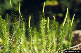 <p>What is the dominant life stage of Genus Lycopodium</p>