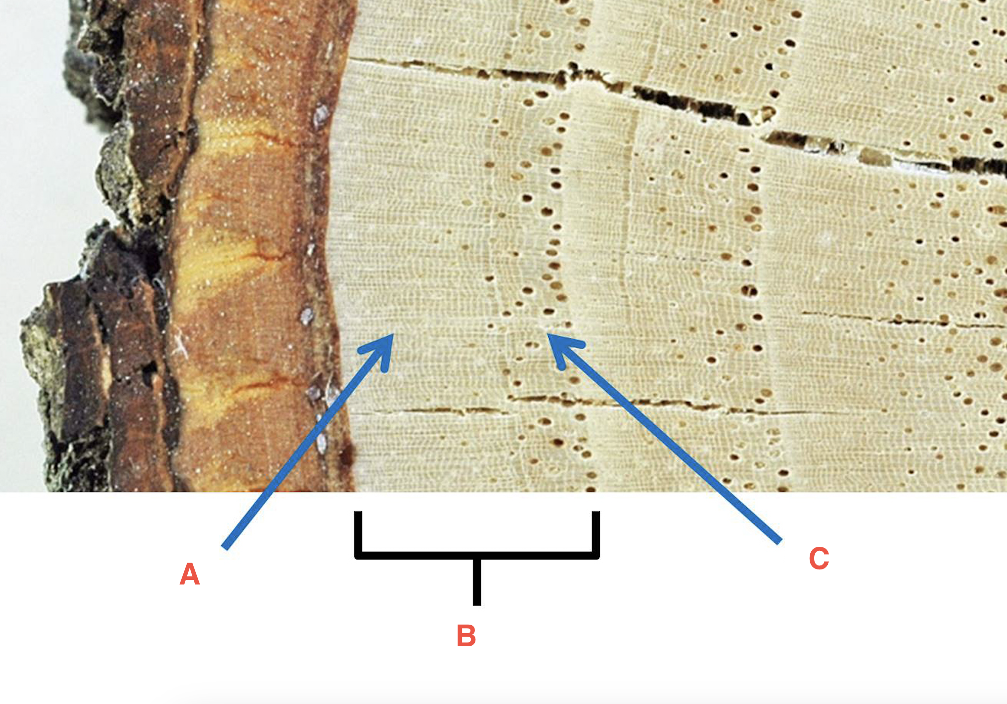 <p>C</p>