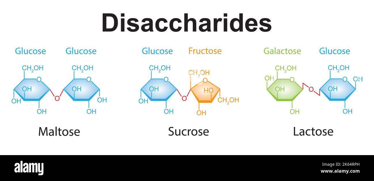 <p>Sucrose, Lactose and Maltose</p>