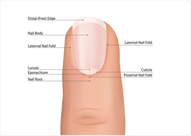 <ul><li><p>Free edge&nbsp;</p></li><li><p>Body or plate&nbsp;</p></li><li><p>Lunula&nbsp;</p></li><li><p>Root - cell division occurs here with the matrix&nbsp;</p></li><li><p>Eponychium - cuticle&nbsp;</p></li></ul><p></p>