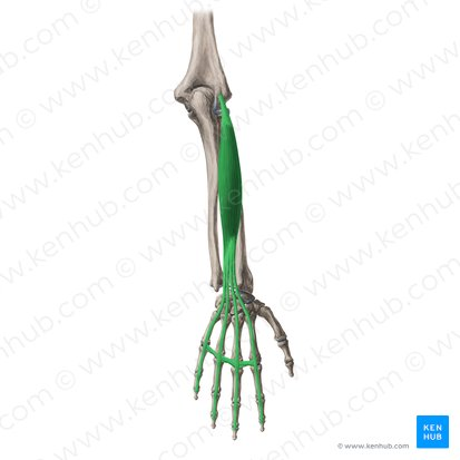 <p>extends fingers and flares or adducts fingers</p>