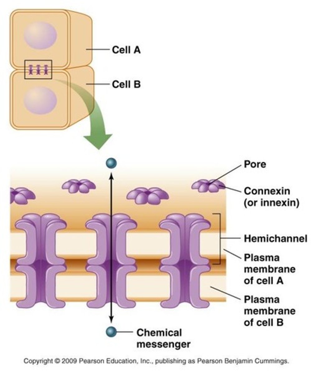 <p>Direct cytoplasmic connections between adjacent cells.</p>