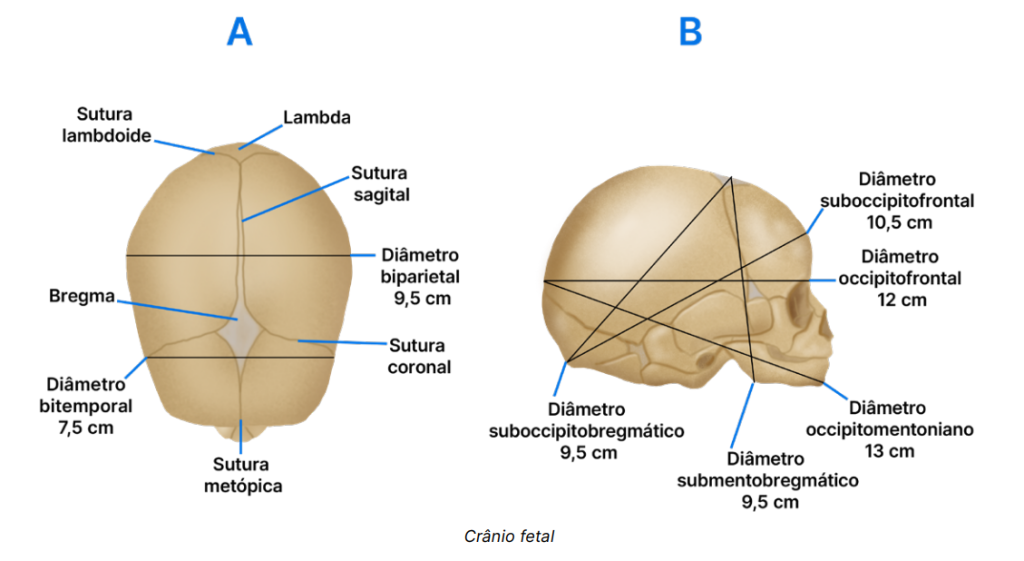 <p>suboccipitobregmático (9,5cm)</p>