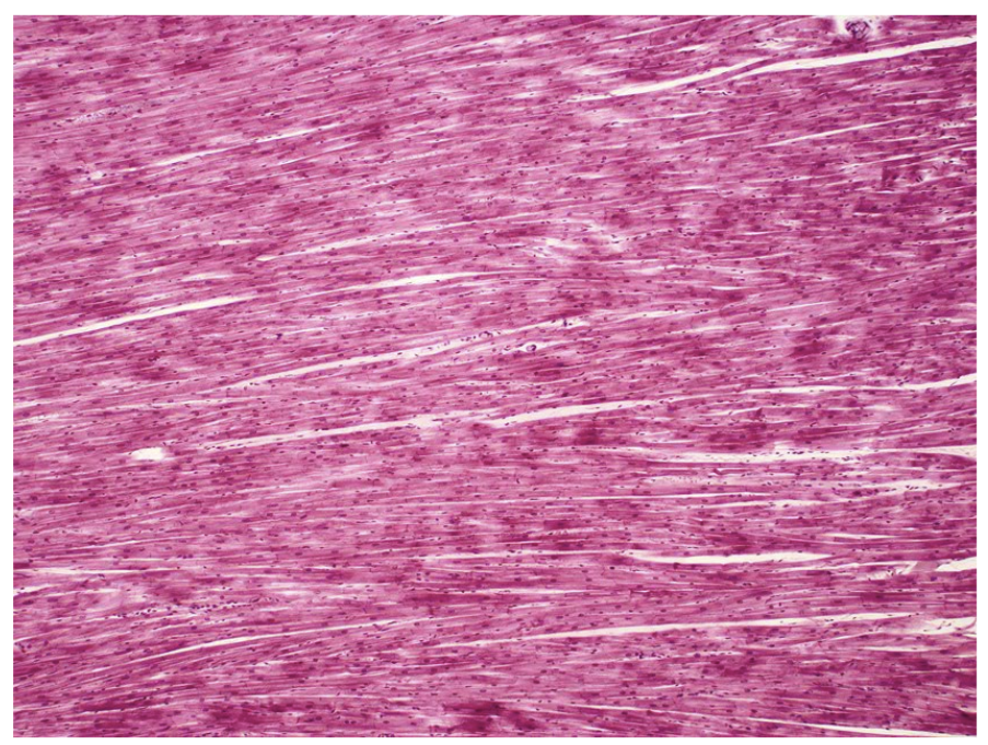 <p>Name the tissue.</p>