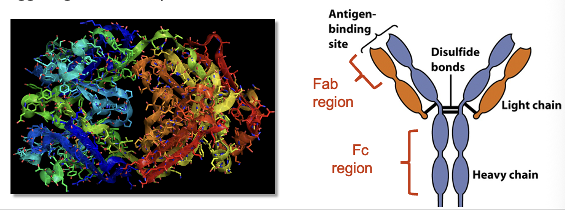 <ul><li><p>Antibodies are Y-shaped molecules consisting of <strong>four polypeptide chains</strong> (2 heavy, 2 light) that are bound together by <strong>disulfide bonds</strong></p></li><li><p>Antibodies are hetero-tetramers w/ Ag <strong>Fab</strong> binding sites at the tips of the “Y”</p></li><li><p>The binding site of each Ab has a specific amino acid sequence that makes it chemically compatible with a specific Ag, like enzyme/substrate binding</p></li><li><p><strong>Fc region</strong> of Ab “stem” can bind to receptors on leukocytes, triggering effector responses</p></li></ul><p></p>