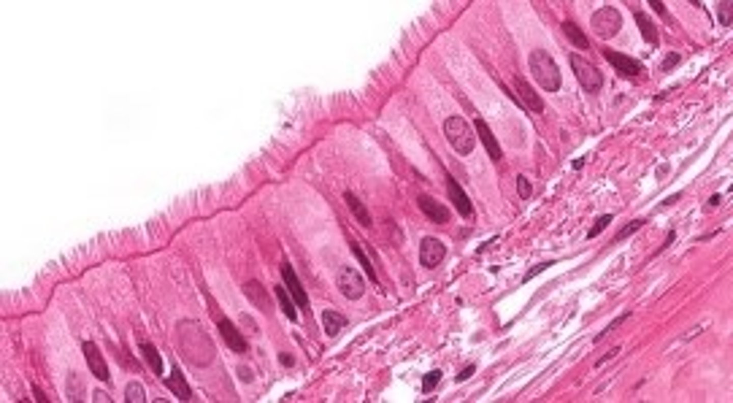 <p>lines the respiratory tract</p>