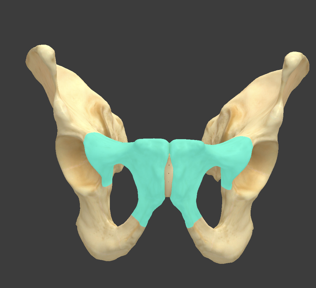 <p>Name and bone </p>