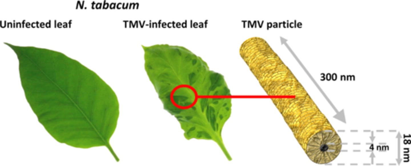 <p>Virus affecting plants causing a mosaic pattern on leaves. This was the first virus ever discovered, using a filtration experiment - the disease was transmitted in the filtrate (too small to be bacteria)</p>