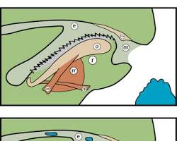 <p>What is this tongue-like feeding structure called?</p>