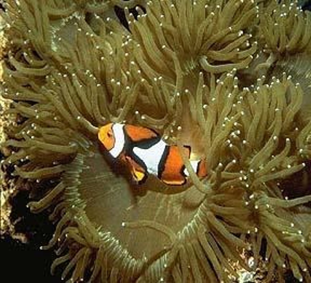 <p>An interaction where both species benefit from the relationship.</p>