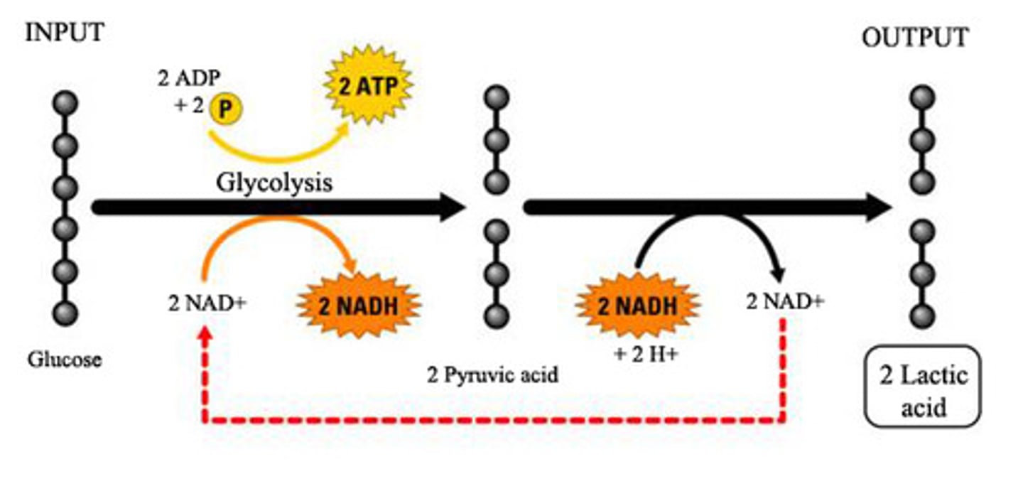 <p>type of fermentation of animal cells during anaerobic respiration. examples of lactic acid, humans, bacteria make cheese, yogurt, sour cream , kimchi, saurkraut</p>