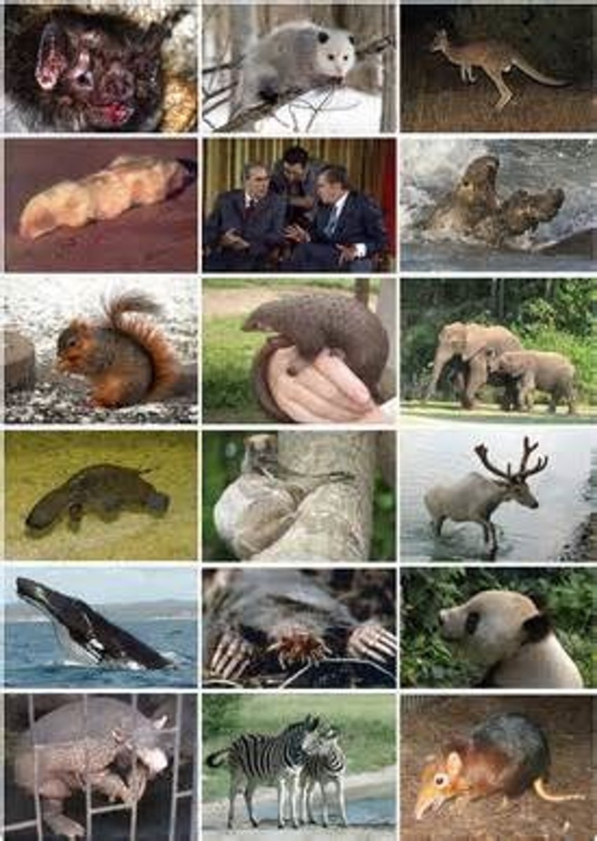 <p>- Mammals</p><p>- 4-chambered heart</p><p>- Endothermic</p><p>- 3 bones of the middle ear: Malleus, incus, stapes</p><p>- Hair made from keratin</p><p>- Mammary glands, sweat glands (nipples)</p>