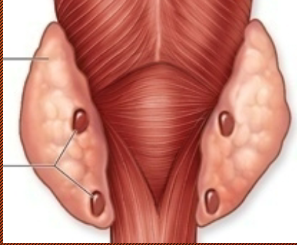 <p>Parathyroid Gland</p>