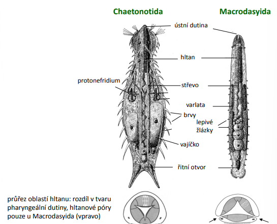 <p>Chaetonotida – vidlenky a Macrodasyida - lepavenky</p>