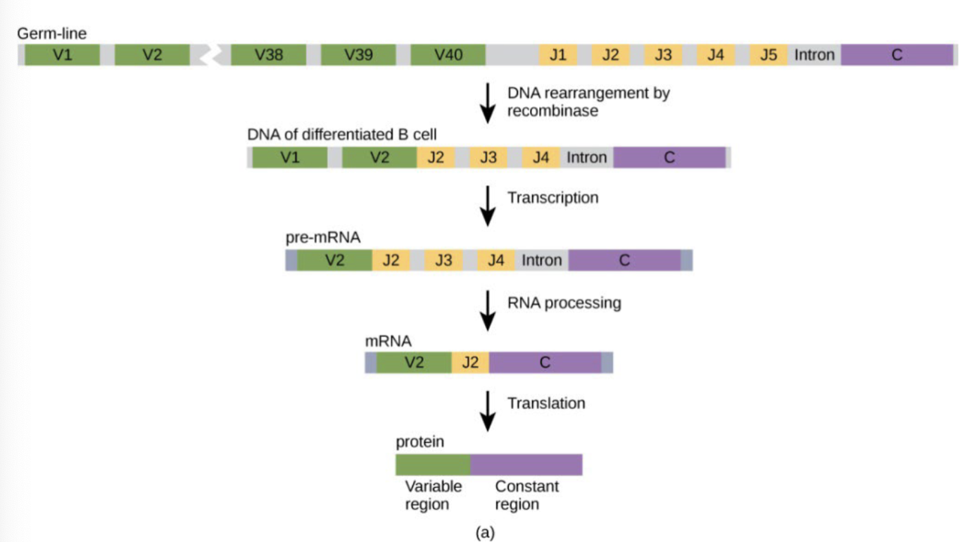 <ul><li><p>SUBSEQUENT CELL DIVISIONS PRESERVE THE UNIQUE DNA; BCR AND TCR GENES IN B AND T CELLS. THERE ARE 10^14 DIFFERENT TYPES OF THESE CELLS!</p></li></ul><p></p>
