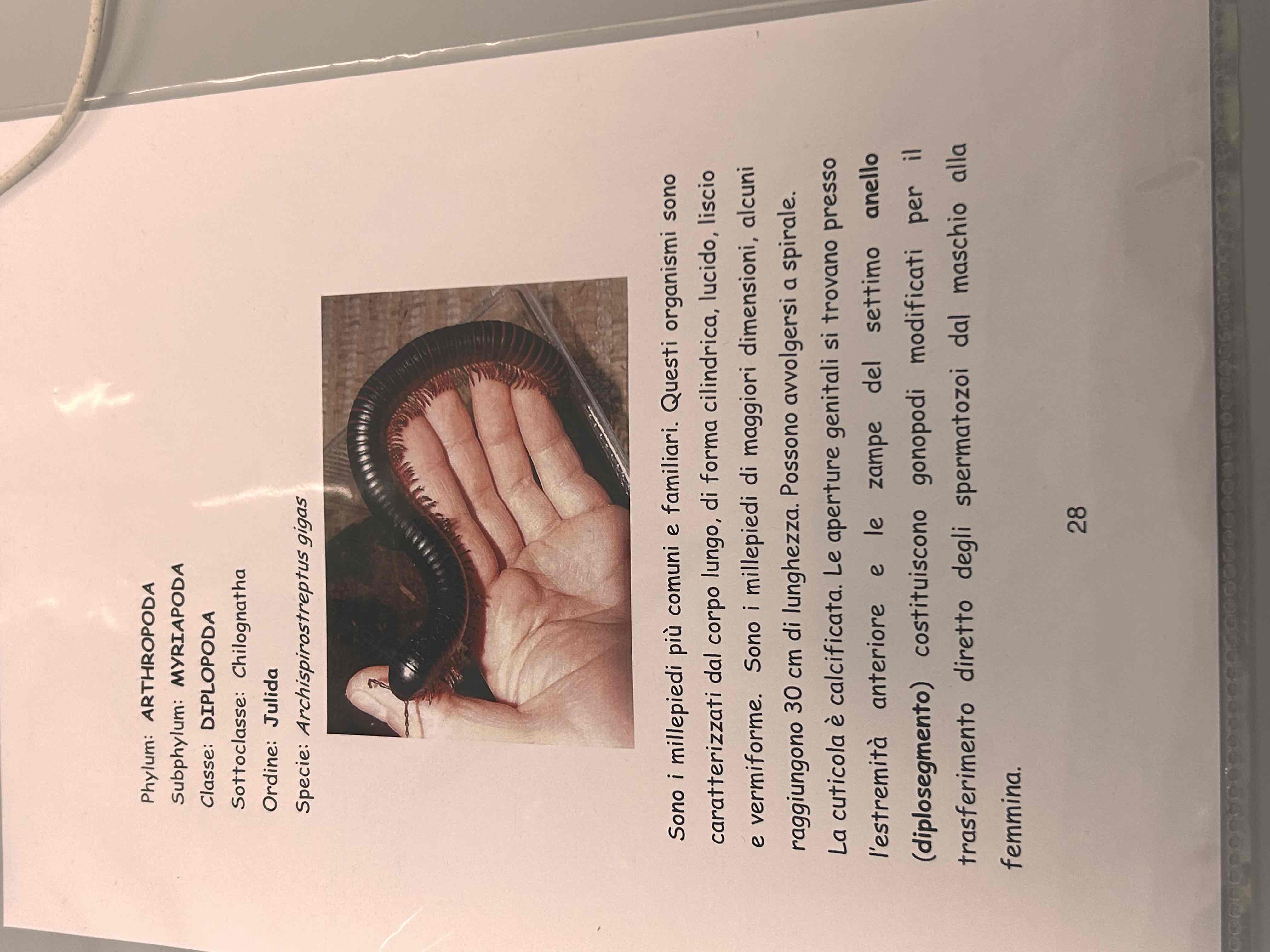 <p>Artropodi</p><p>Miriapodi</p><p>Diplopodi</p><p>Archispirostreptus gigas</p>