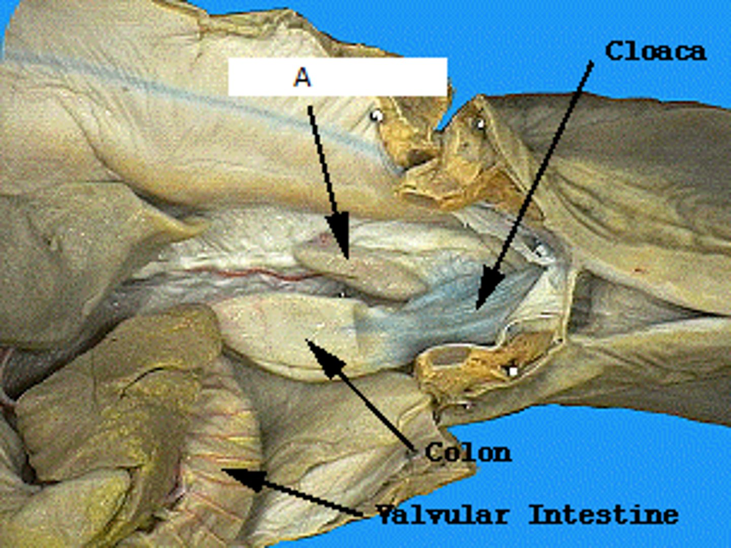 <p>Part Labeled A</p>