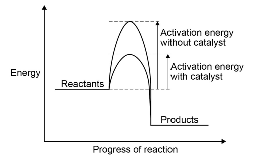 <ol><li><p>A catalyst is a substance that speeds up a reaction without being used up in the reaction itself <em>(its not part of the overall reaction)</em></p></li><li><p>Different catalysts are needed for different reactions and they all work by decreasing the activation energy needed for the reaction to occur</p></li><li><p>They do this by providing an alternate reaction pathway with a lower activation energy</p></li></ol>