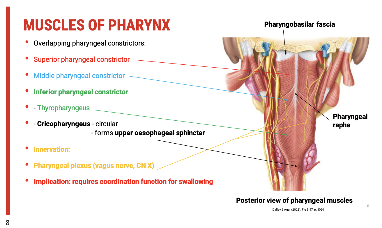 <p><span><strong>Epiglottis Function</strong></span></p><p>The&nbsp;<span><strong>epiglottis</strong></span>&nbsp;plays a key role in protecting the airway during swallowing:</p><ul><li><p><span><strong>Closure of the Laryngeal Inlet</strong>: When the&nbsp;<strong>larynx</strong>&nbsp;rises, the&nbsp;<strong>epiglottis</strong>&nbsp;<strong>passively closes</strong>&nbsp;off the&nbsp;<strong>laryngeal inlet</strong>, preventing food or liquid from entering the airway.</span></p></li><li><p><span><strong>Food Diversion</strong>: As the epiglottis closes, food is&nbsp;<strong>diverted into the piriform recesses</strong>&nbsp;(sinuses), then passes&nbsp;<strong>inferiorly</strong>&nbsp;through the&nbsp;<strong>hypopharynx</strong>&nbsp;and&nbsp;<strong>laryngopharynx</strong>&nbsp;toward the&nbsp;<strong>oesophagus</strong>.</span></p></li><li><p><span><strong>Coordinated Swallowing</strong>: Effective swallowing relies on&nbsp;<strong>coordination</strong>&nbsp;between the&nbsp;<strong>epiglottis</strong>,&nbsp;<strong>larynx</strong>, and&nbsp;<strong>pharyngeal muscles</strong>&nbsp;to ensure safe passage of food into the oesophagus.</span></p></li></ul><p><span><strong>Muscles of the Pharynx</strong></span></p><p>The pharyngeal muscles are primarily involved in&nbsp;<span><strong>swallowing</strong></span>&nbsp;and&nbsp;<span><strong>protecting the airway</strong></span>&nbsp;during swallowing. These muscles include:</p><ol type="1"><li><p><span><strong>Pharyngeal Constrictors&nbsp;(Overlapping Muscles):</strong></span></p><ul><li><p><span><strong>Superior Pharyngeal Constrictor: Surrounds the&nbsp;nasopharynx.</strong></span></p></li><li><p><span><strong>Middle Pharyngeal Constrictor: Surrounds the&nbsp;oropharynx.</strong></span></p></li><li><p><span><strong>Inferior Pharyngeal Constrictor: Surrounds the&nbsp;laryngopharynx. This muscle has two components:</strong></span></p><ul><li><p><span><strong>Thyropharyngeus: An&nbsp;oblique muscle.</strong></span></p></li><li><p><span><strong>Cricopharyngeus: A&nbsp;circular muscle&nbsp;that forms the&nbsp;upper oesophageal sphincter.</strong></span></p></li></ul></li></ul></li><li><p><span><strong>Role of the Muscles in Swallowing:</strong></span></p><ul><li><p><span><strong>These muscles work&nbsp;sequentially&nbsp;to propel food through the pharynx and into the oesophagus.</strong></span></p></li><li><p><span><strong>The&nbsp;upper oesophageal sphincter (Cricopharyngeus)&nbsp;must&nbsp;dilate&nbsp;when the bolus reaches it, allowing food or liquid to pass into the oesophagus.</strong></span></p></li></ul></li></ol><p><span><strong>Innervation</strong></span></p><ul><li><p><span>The&nbsp;<strong>pharyngeal muscles</strong>&nbsp;are&nbsp;<strong>innervated</strong>&nbsp;by the&nbsp;<strong>pharyngeal plexus</strong>, a branch of the&nbsp;<strong>vagus nerve</strong>.</span></p></li><li><p><span>The&nbsp;<strong>vagus nerve</strong>&nbsp;plays a vital role in coordinating the muscular contractions necessary for&nbsp;<strong>normal swallowing</strong>.</span></p></li></ul><p><span><strong>Clinical Implications</strong></span></p><ul><li><p><span>Effective&nbsp;<strong>coordination</strong>&nbsp;of these muscles, particularly those innervated by the vagus nerve, is crucial for&nbsp;<strong>safe swallowing</strong>.</span></p></li><li><p><span>Dysfunction in these muscles or their innervation (e.g., due to neurological conditions) can lead to&nbsp;<strong>dysphagia</strong>, or difficulty swallowing, which may increase the risk of aspiration and related complications.</span></p></li></ul><p></p>