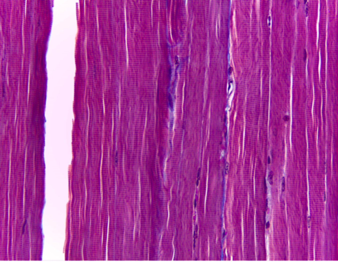 <p>What type of tissue is presented on the slide?</p>