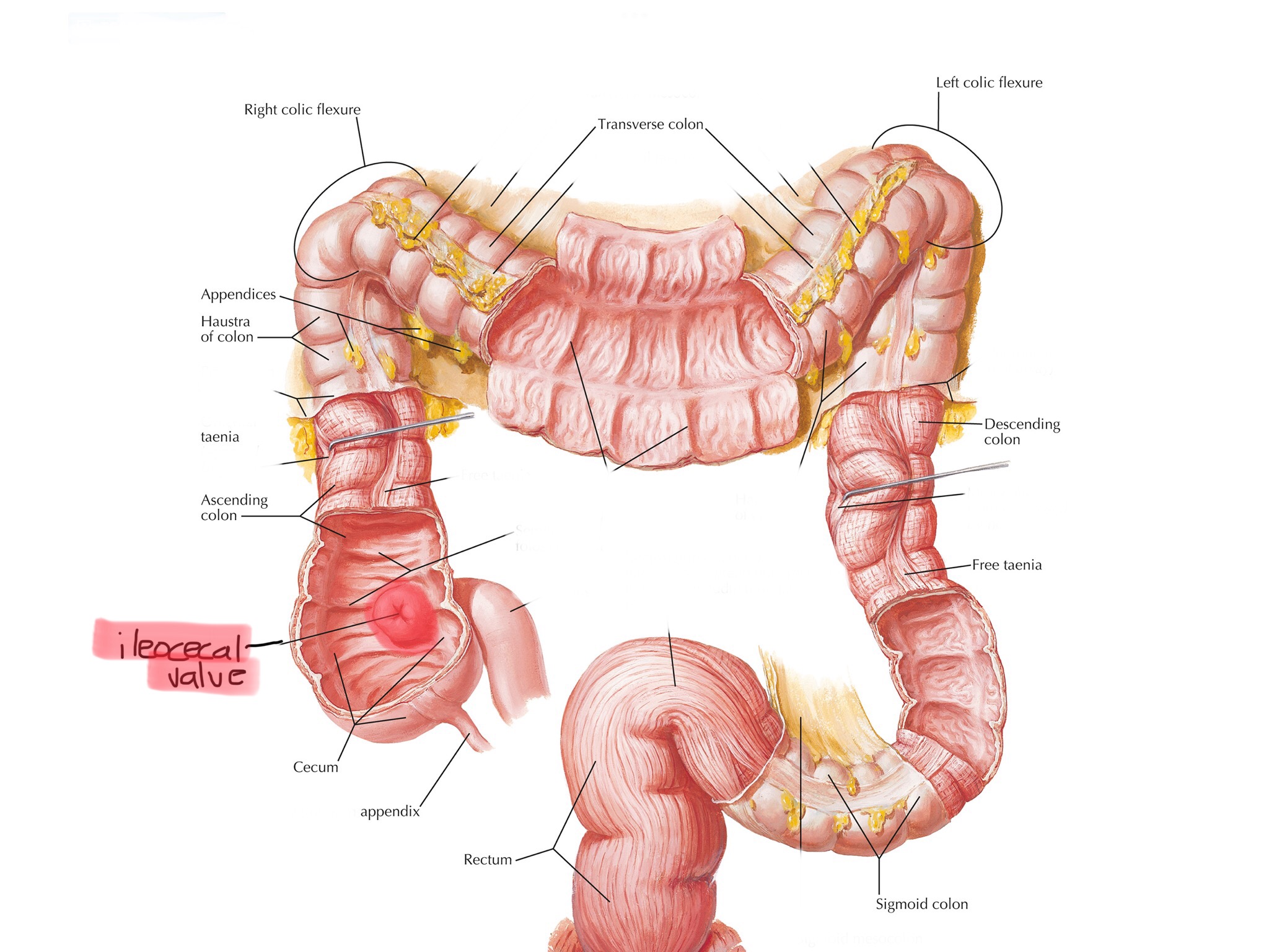 knowt flashcard image
