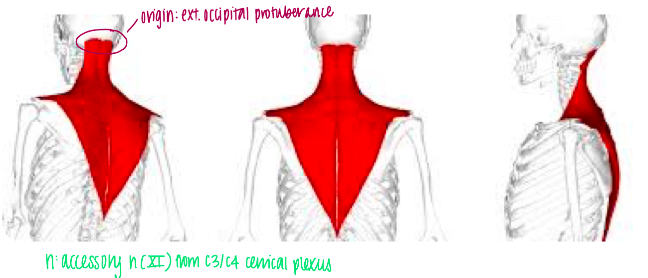 N - Accessory Nerve (CN XI) and C3 and C4 from the cervical plexus 

F - The upper portion elevates, the middle portion reacts, the lower portion depresses scapula. 

*Functions in scapulohumeral rhythmn*

\
Many patients have problems with upper trap due to technology. 